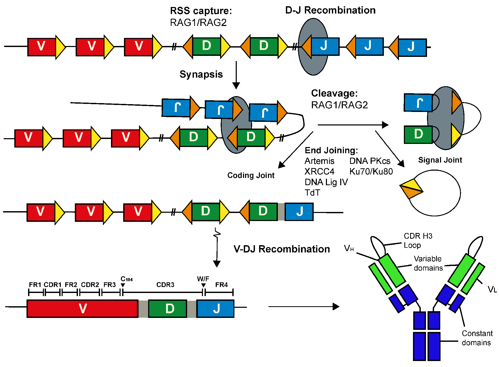 V(D)J Recombination: Molecular Basis of Antibody Diversity and Its Relevance to Therapeutic Antibody Development