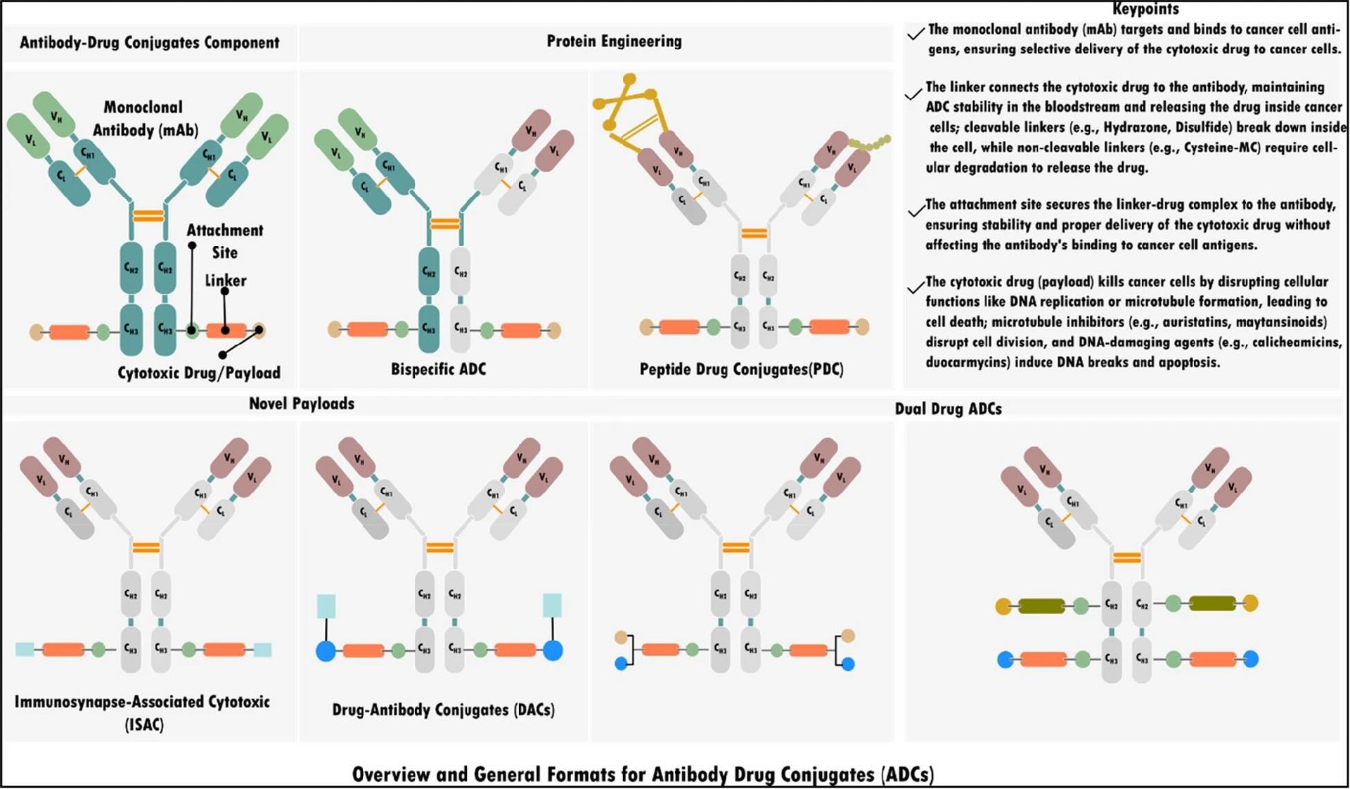 ​Top Companies You Should Know Developing ADCs (Antibody-Drug Conjugates)