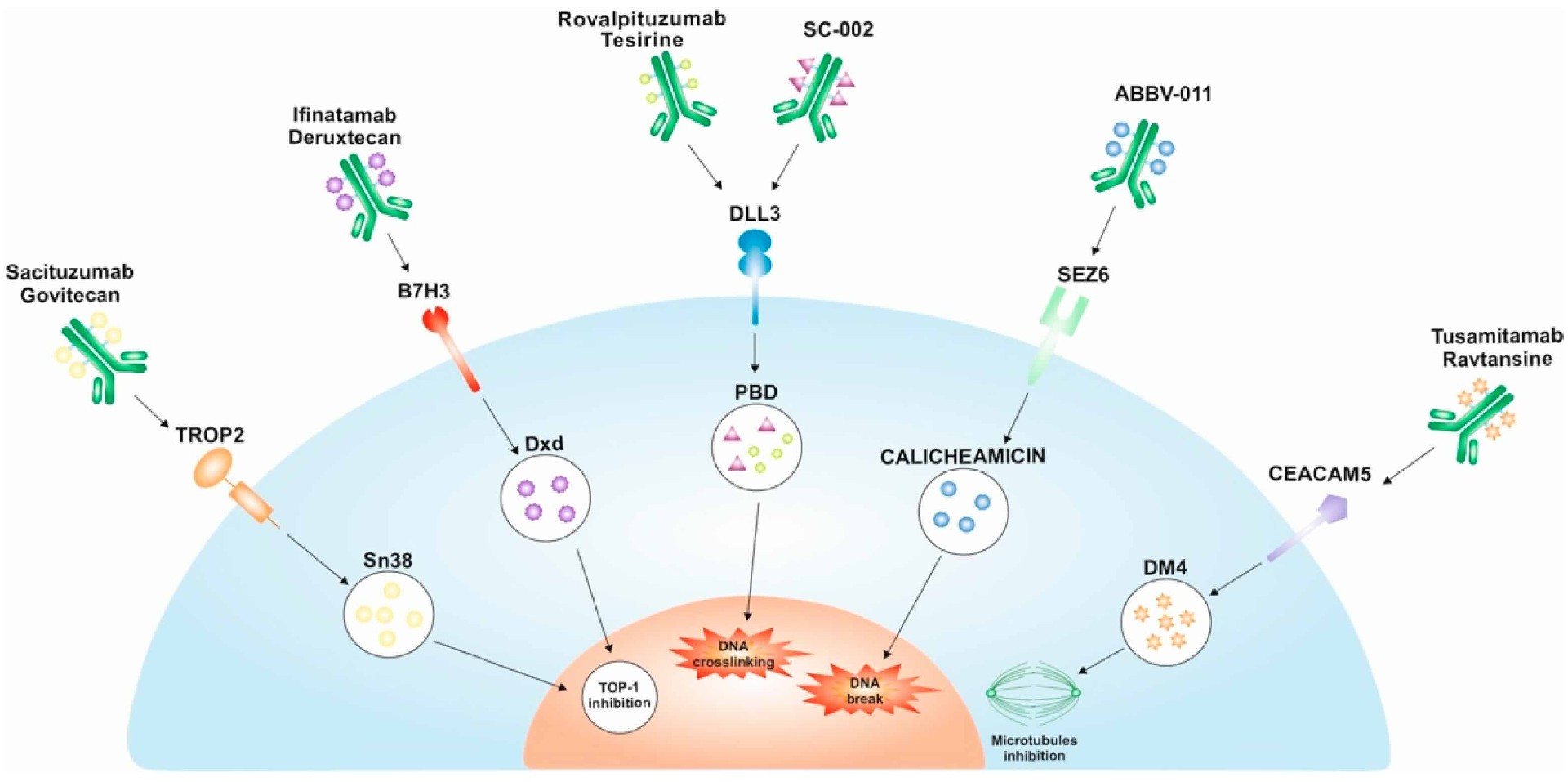 Week 4, August 2025: Regulatory Designations Highlight Advancements in Antibody Therapeutics