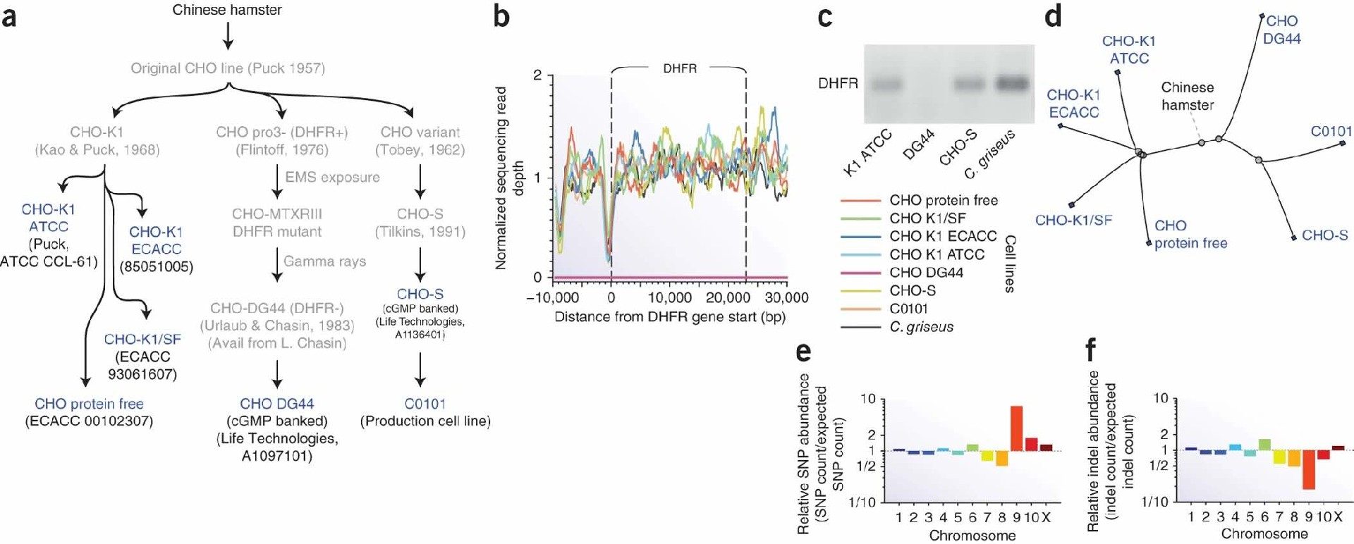 CHO Cell Line Licensing for Antibody Production: The CHOK1BN Advantage