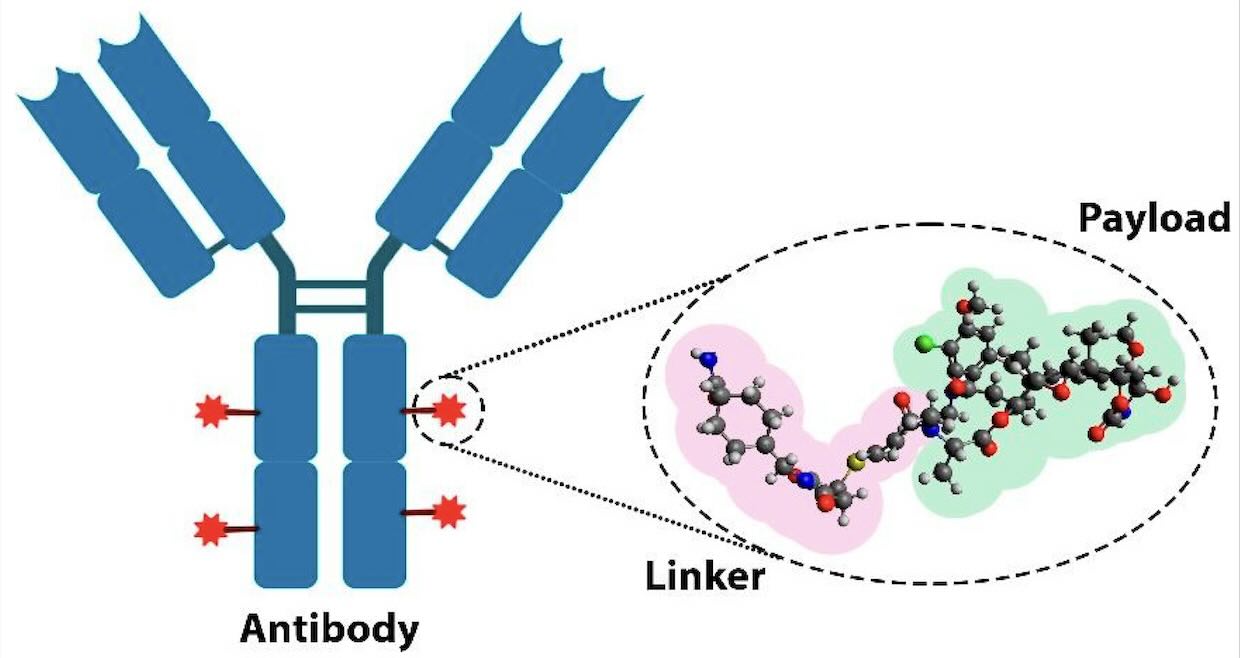 Week 1, September 2025: Considerations in ADC Linker Design: Stability, Efficacy, and Precision