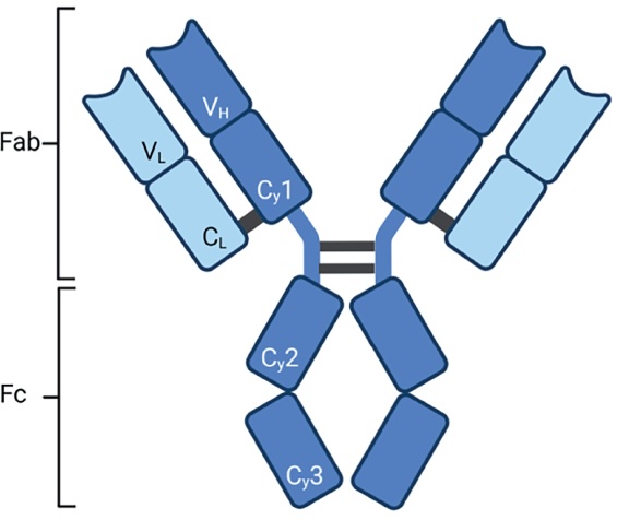 Role of Fab and Fc regions in Antibody Function