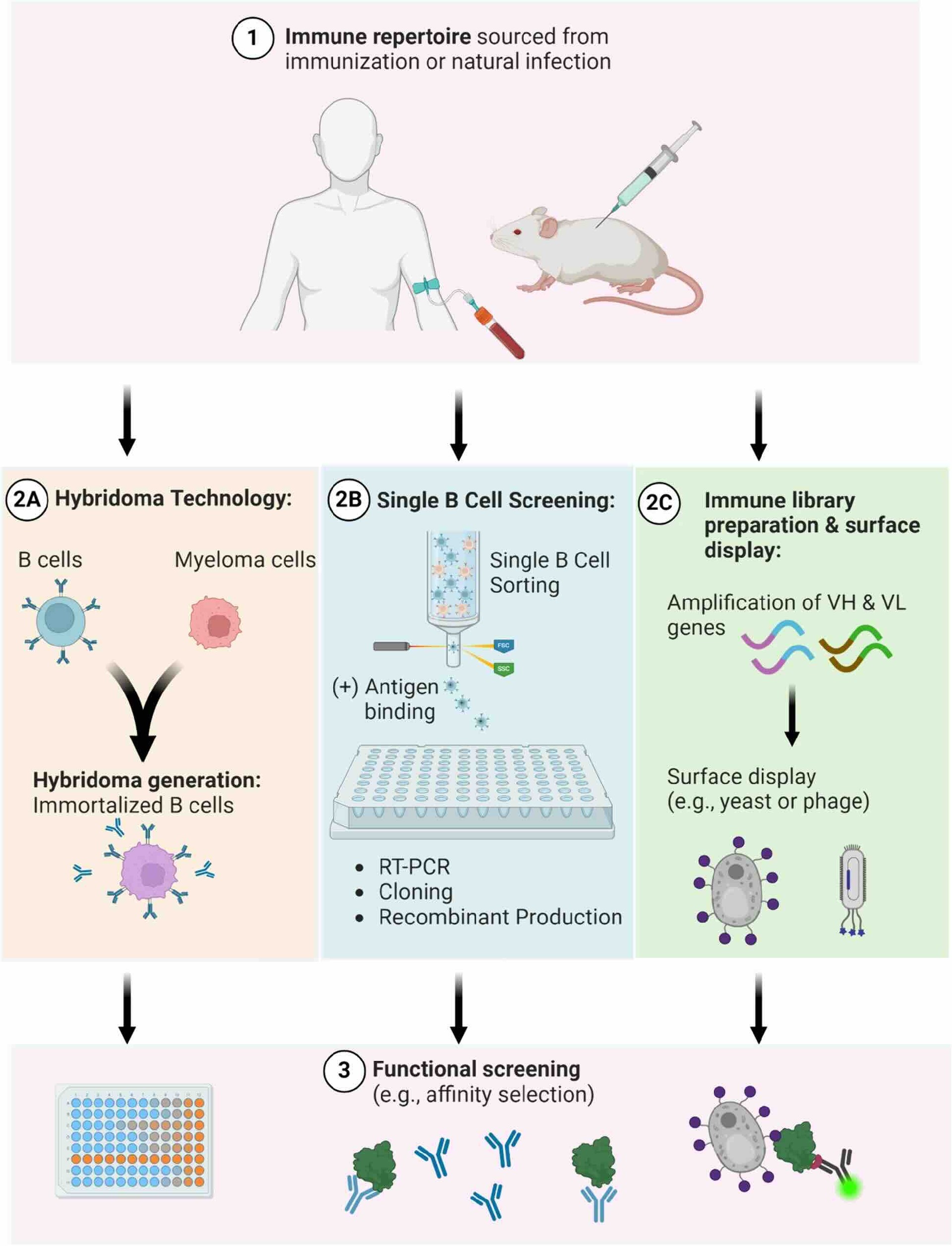 Revolutionizing Antibody Discovery: Advances in Single B Cell Screening Technologies