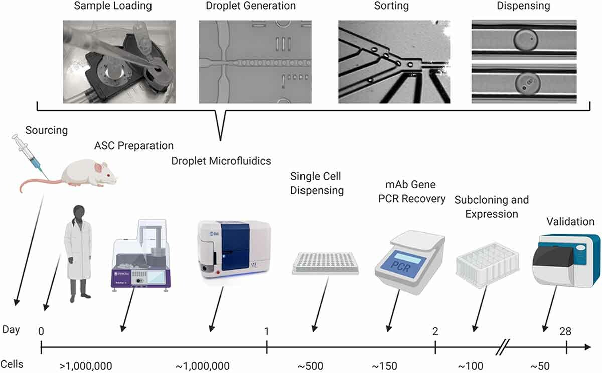 Function-First Antibody Discovery with Microfluidics: Screening for Activity, Not Just Binding