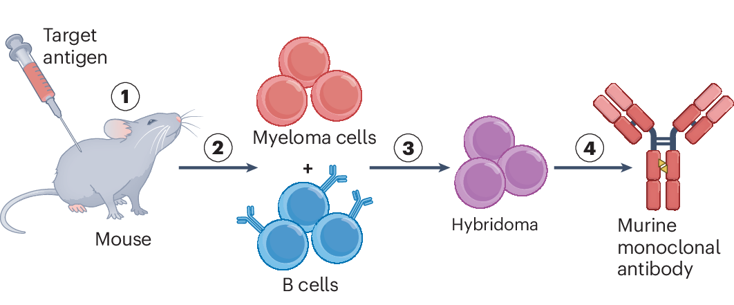 Hybridoma Technology for Monoclonal Antibody (mAb) Production: Limits and Solutions