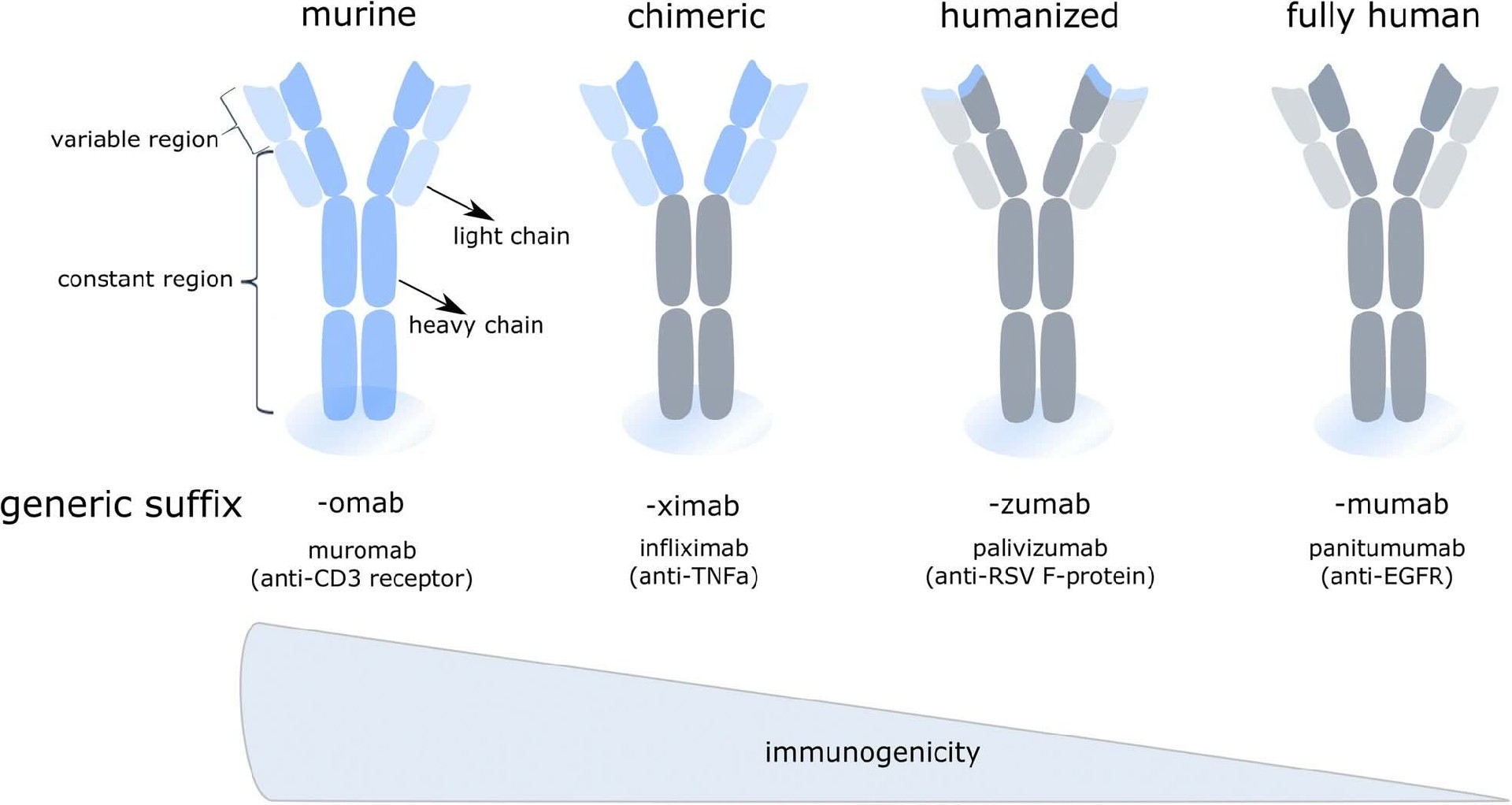 Humanization vs. Fully Human Antibodies