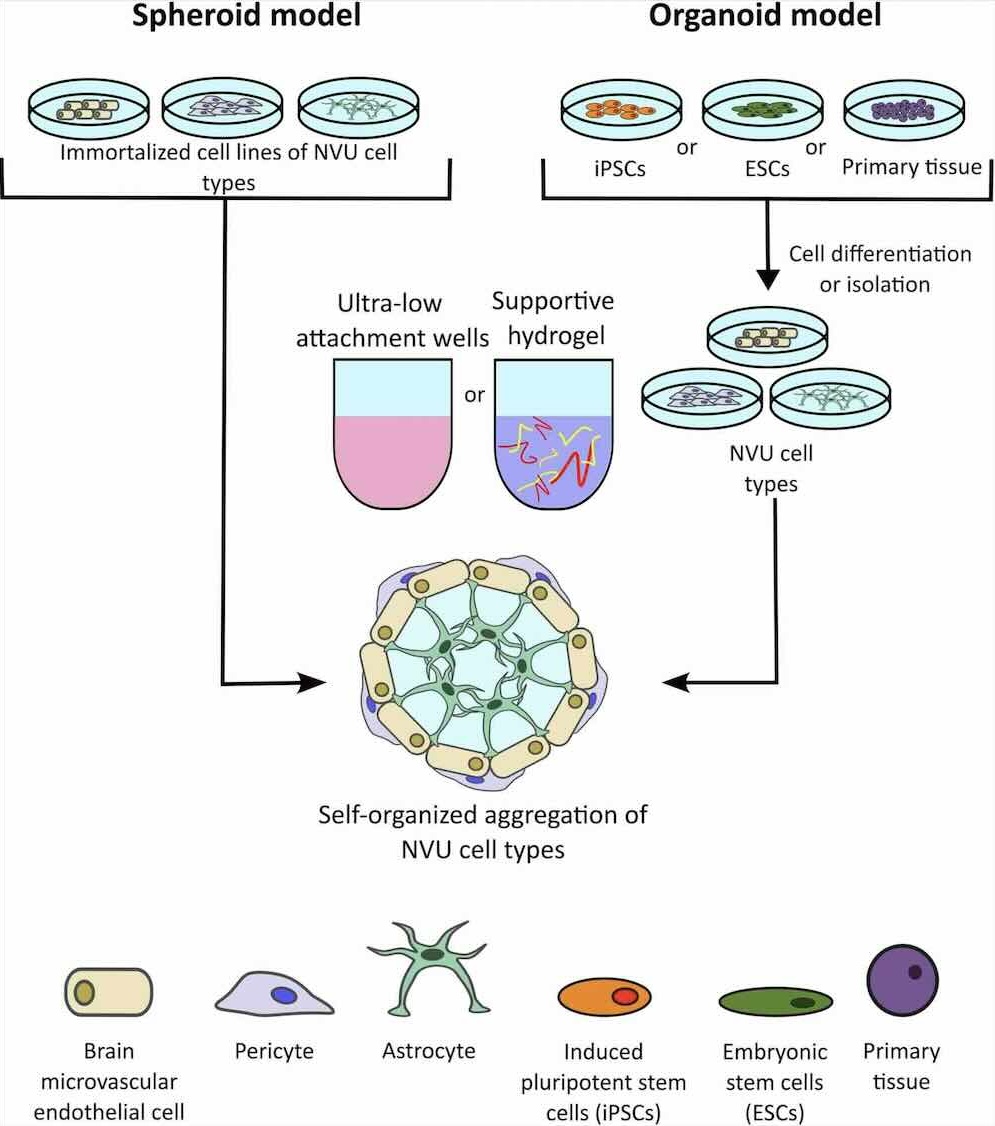 Week 1, October 2025: Breaking Barriers: Crossing the Blood-Brain Barrier with Antibody Therapeutics
