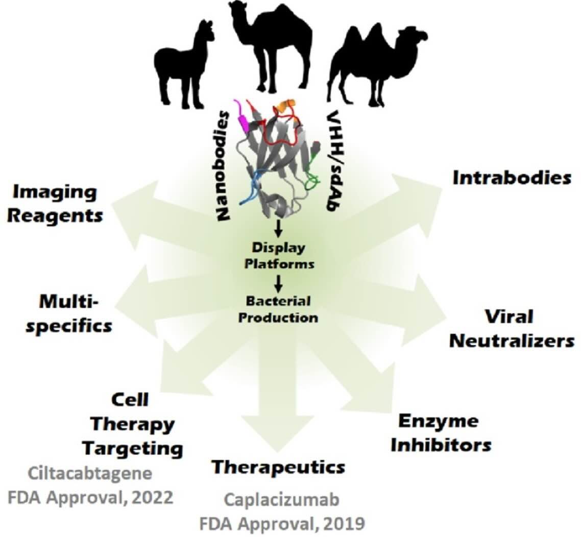 Discovery of VHH Antibodies in Camelids