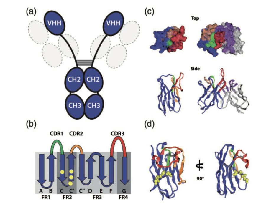 ​Structure and Characteristics of VHH Domains