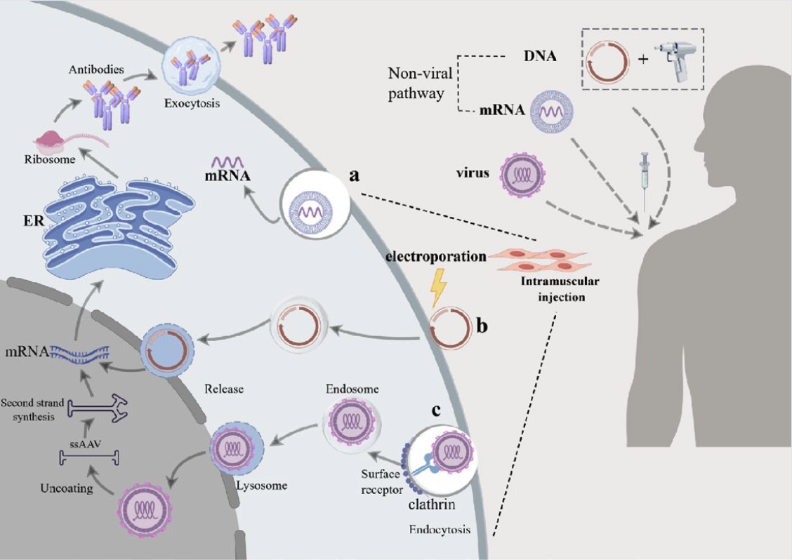 Week 2, October 2025: Nucleic Acid-Encoded Antibody Therapeutics