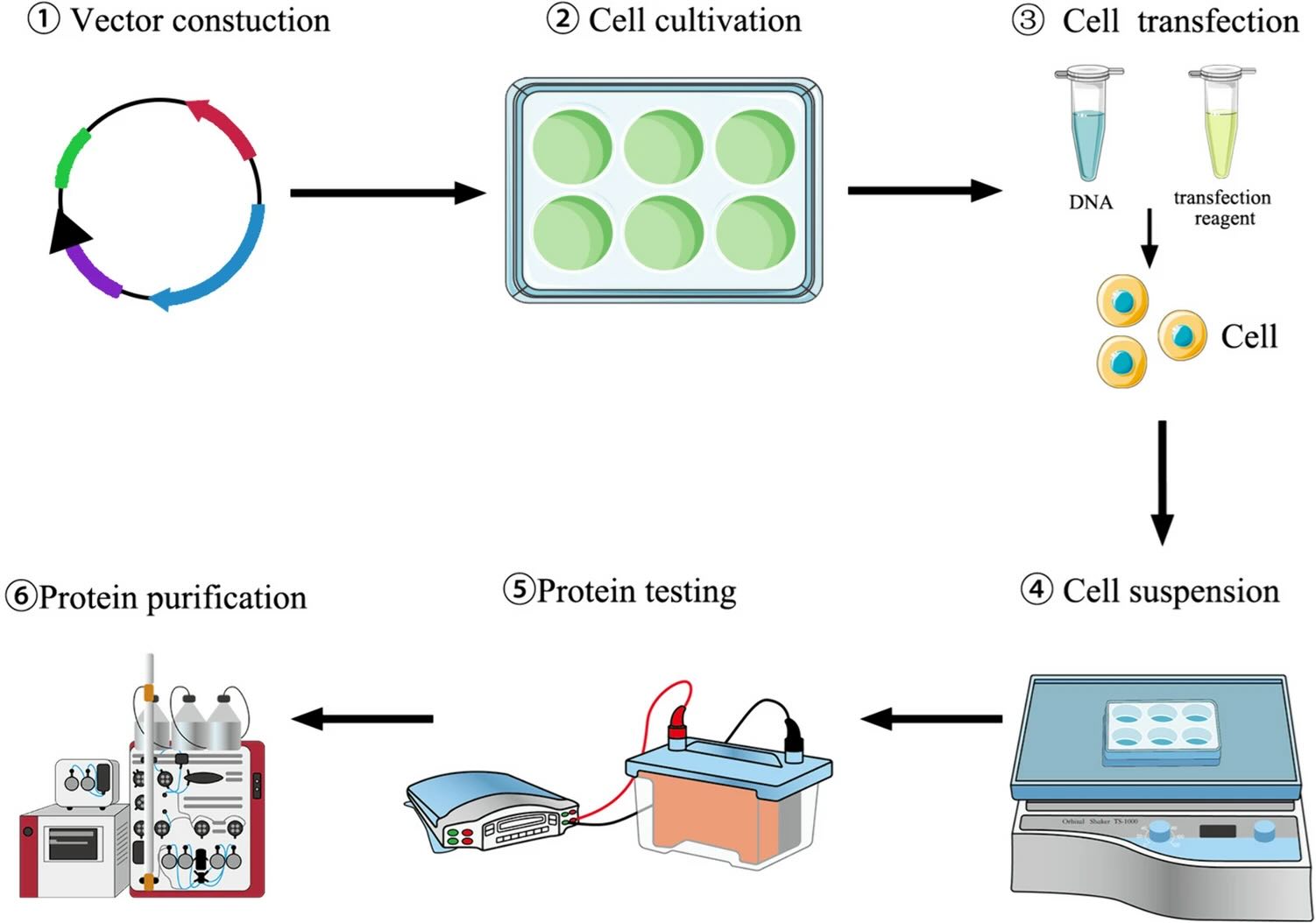 Stable vs. Transient Expression Systems: Understanding Optimal Antibody Expression Strategies Across R&D and Manufacturing