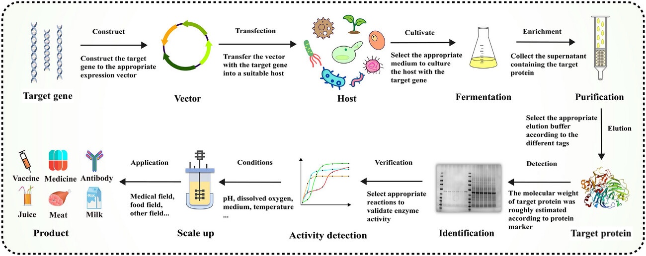 Historical Background and Biotechnology Milestones of Recombinant Proteins