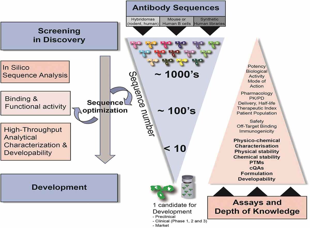 Why Use Developability Assessments Early in Your Discovery Workflow?
