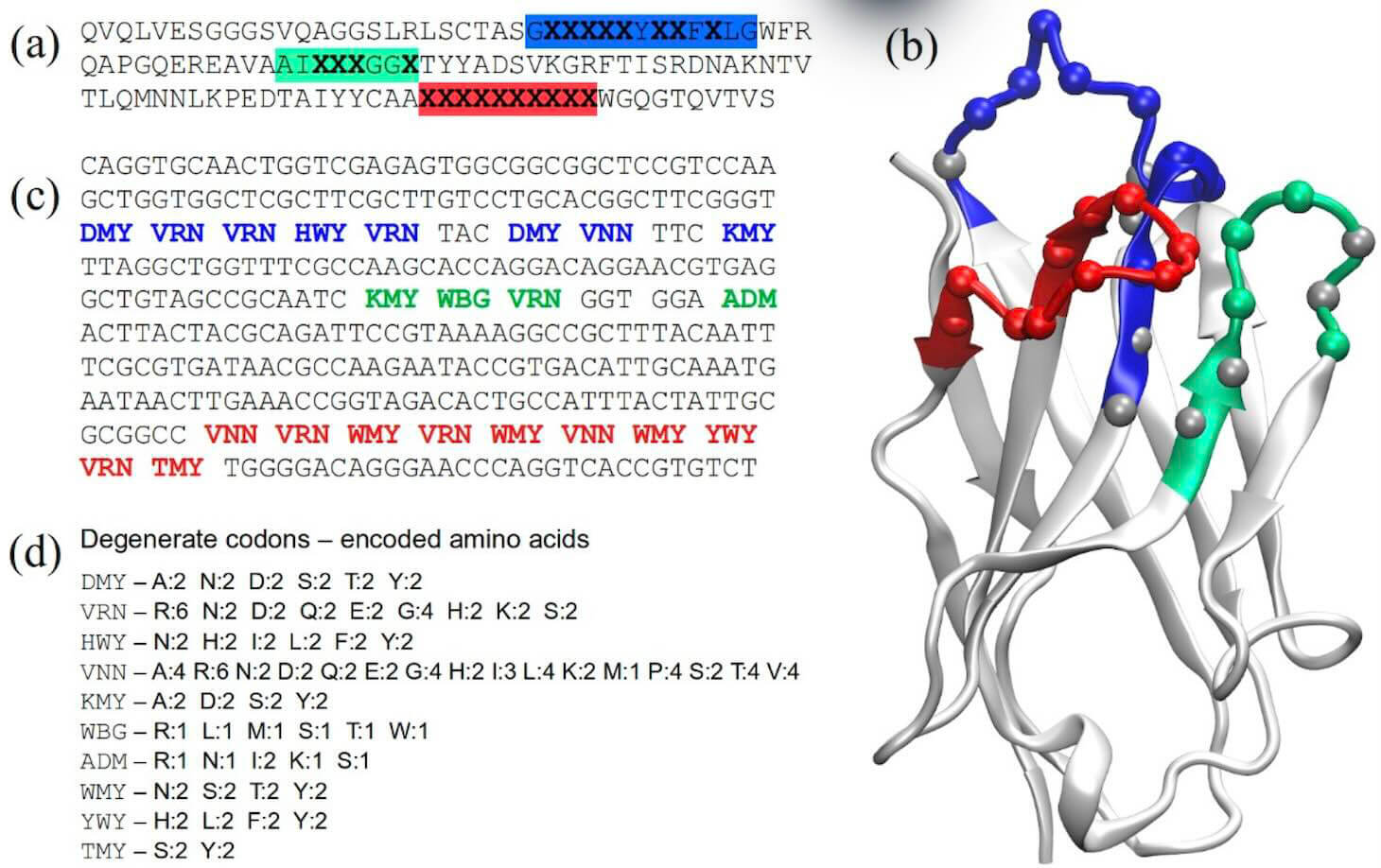 Construction of a Synthetic Phage-Displayed VHH Library