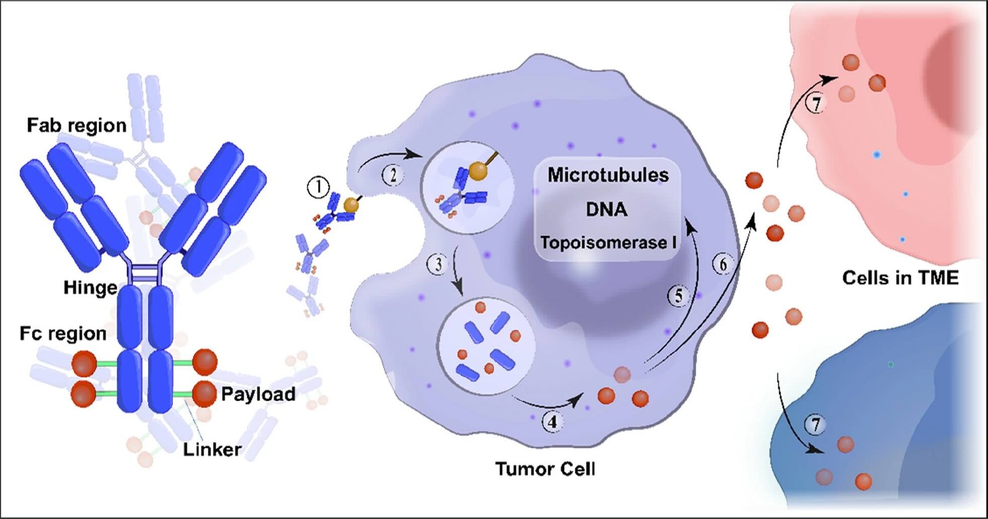 Week 4, October 2025: Combination Antibody Therapies Across Therapeutic Domains: Mechanisms, Applications, and Challenges