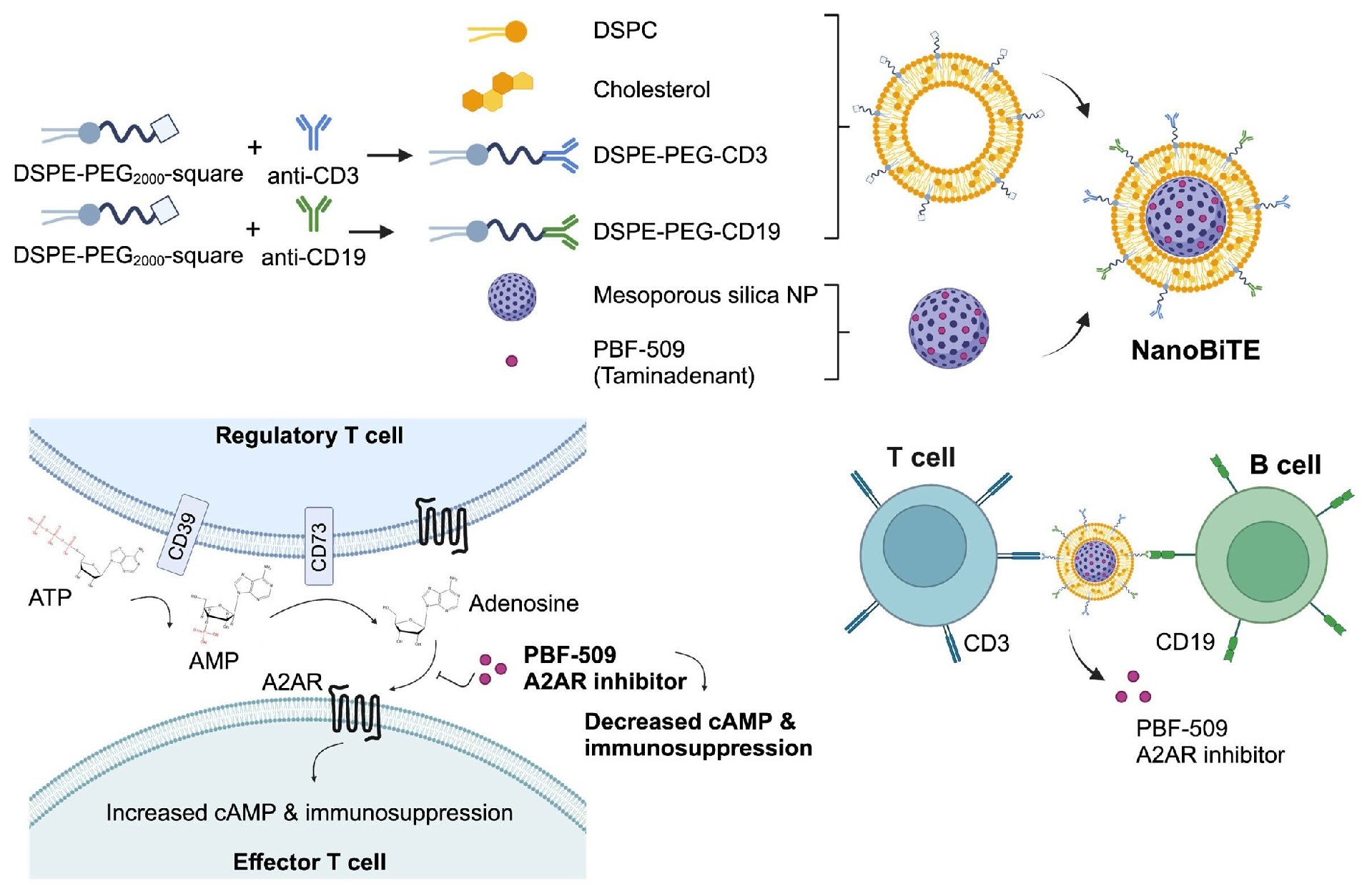 Week 1, November 2025: T Cell Exhaustion in the Era of Antibody Therapeutics: Emerging Mechanisms and Strategic Interventions