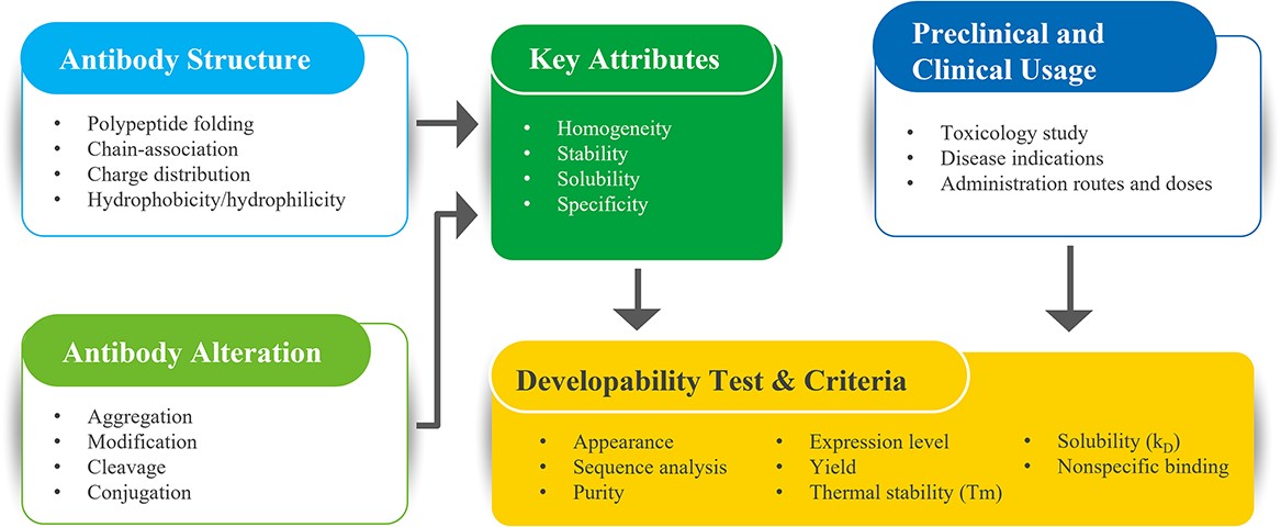 From Discovery to Developability: Why Early Assessment Saves Time, Cost, and Candidates