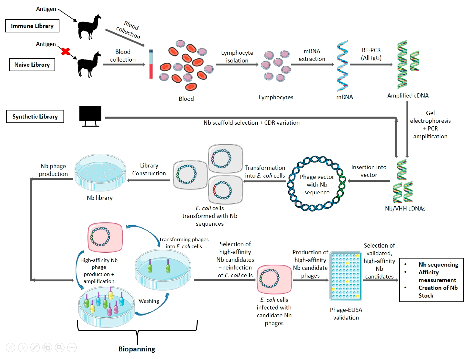 VHH Library Generation: Immunized, Naïve, and Synthetic Nanobody Libraries