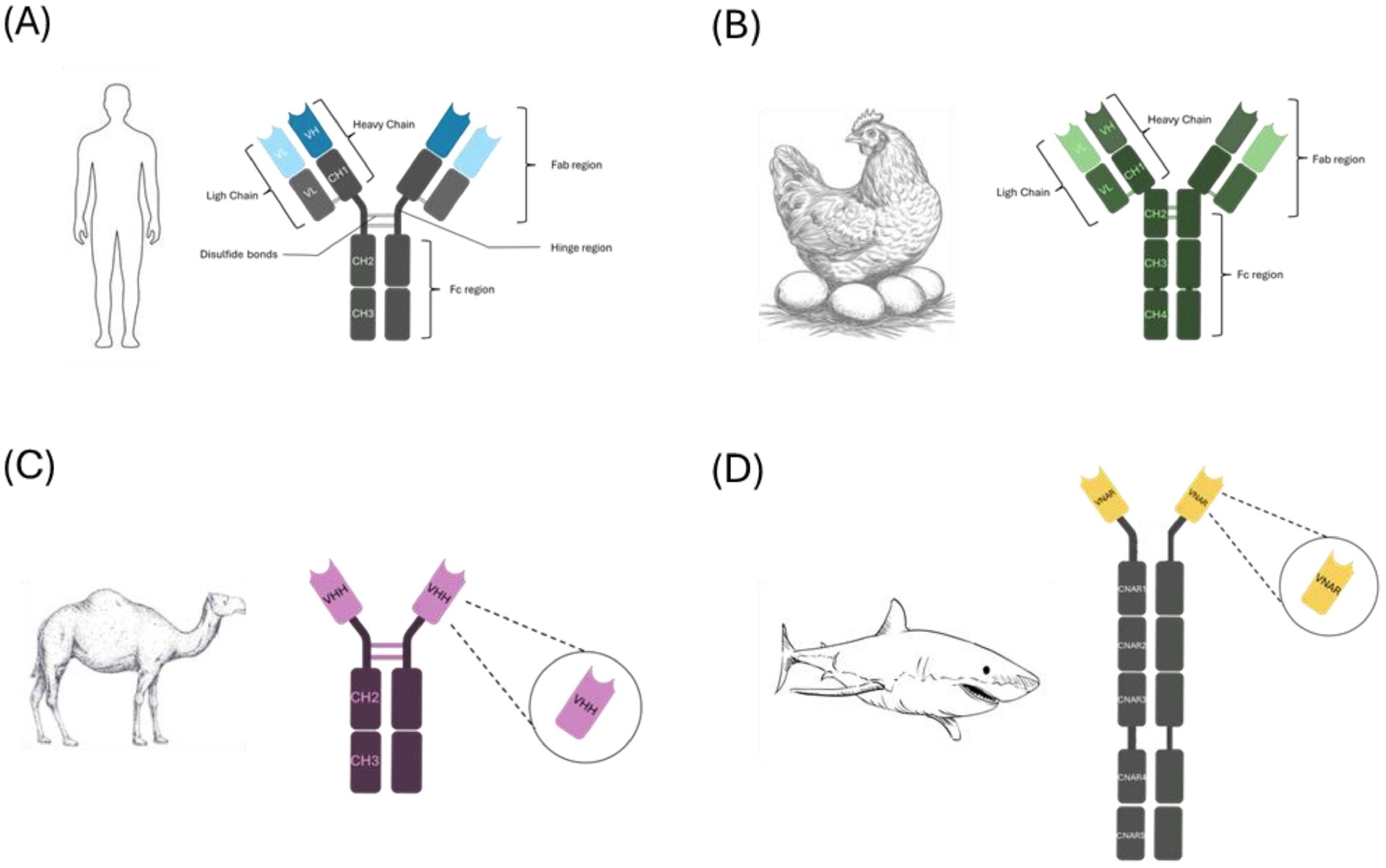 Week 4, November 2025: From Eggs to Sharks: How Non-Canonical Antibodies Are Reshaping Antiviral Immunotherapy