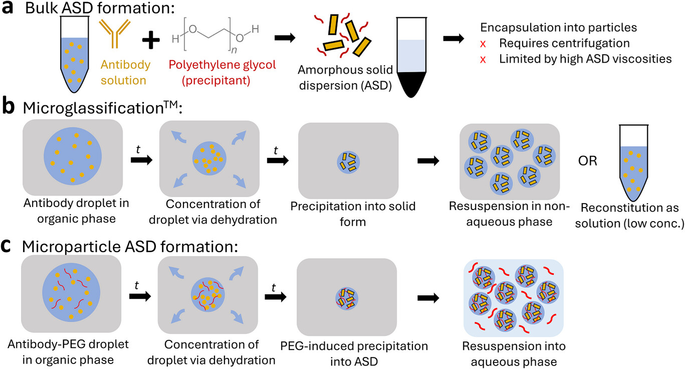 Week 3, December 2025: Antibody Formulation - Integrating Stability, High-Concentration Delivery, and Advanced Manufacturing