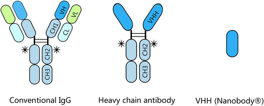 Expression of VHH Antibodies in Different Systems