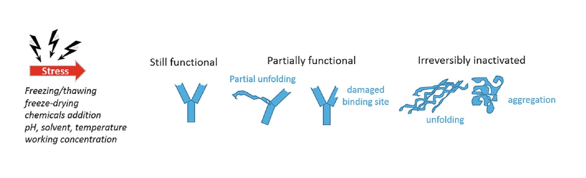 ​Understanding Antibody Stability: From Full-Length IgGs to VHH Antibodies