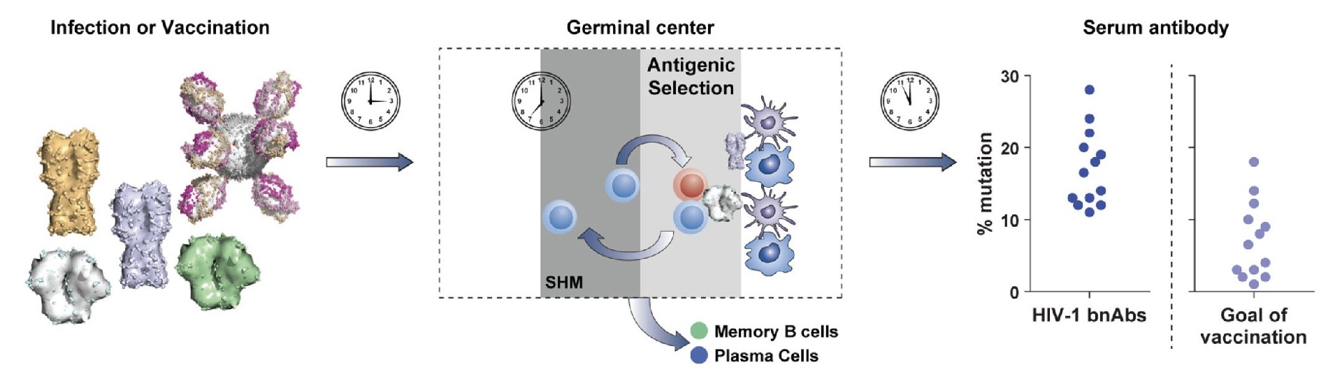 Key Players in the Antibody Affinity Maturation Process