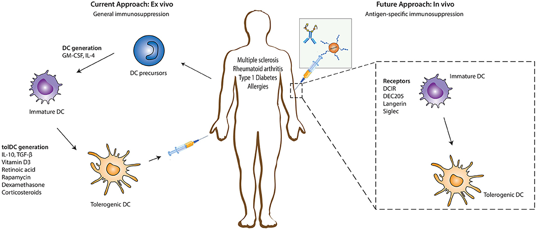 Therapeutic Antibodies at the Intersection of Immune Tolerance and Tumor Immunity: Targeting Dendritic Cells, Tregs, and the Microenvironment