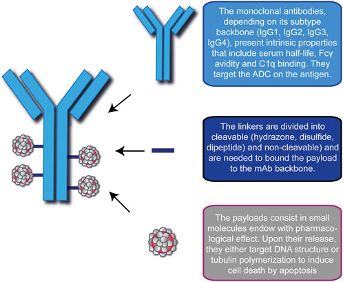 Antibody-Drug Conjugates: An Advancing Field