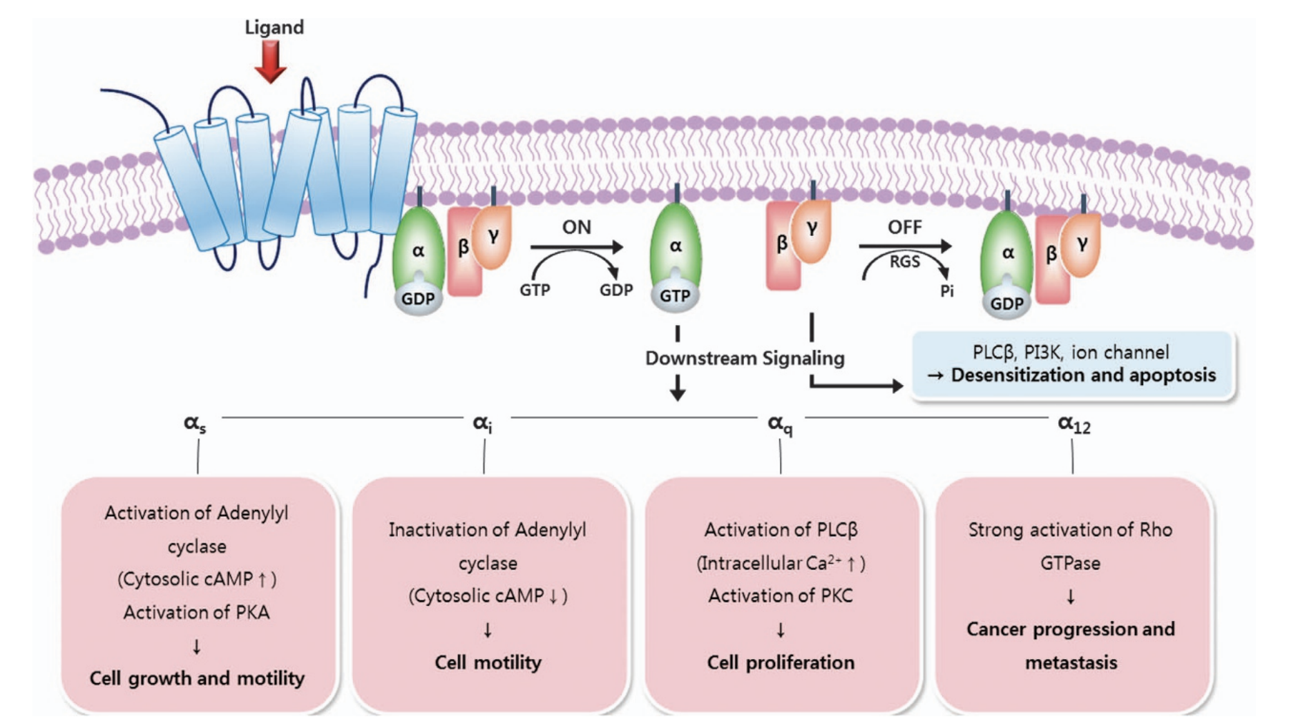 Week 1, January 2026: Unlocking the GPCRome: Trends in Therapeutic Antibodies Targeting G Protein-Coupled Receptors