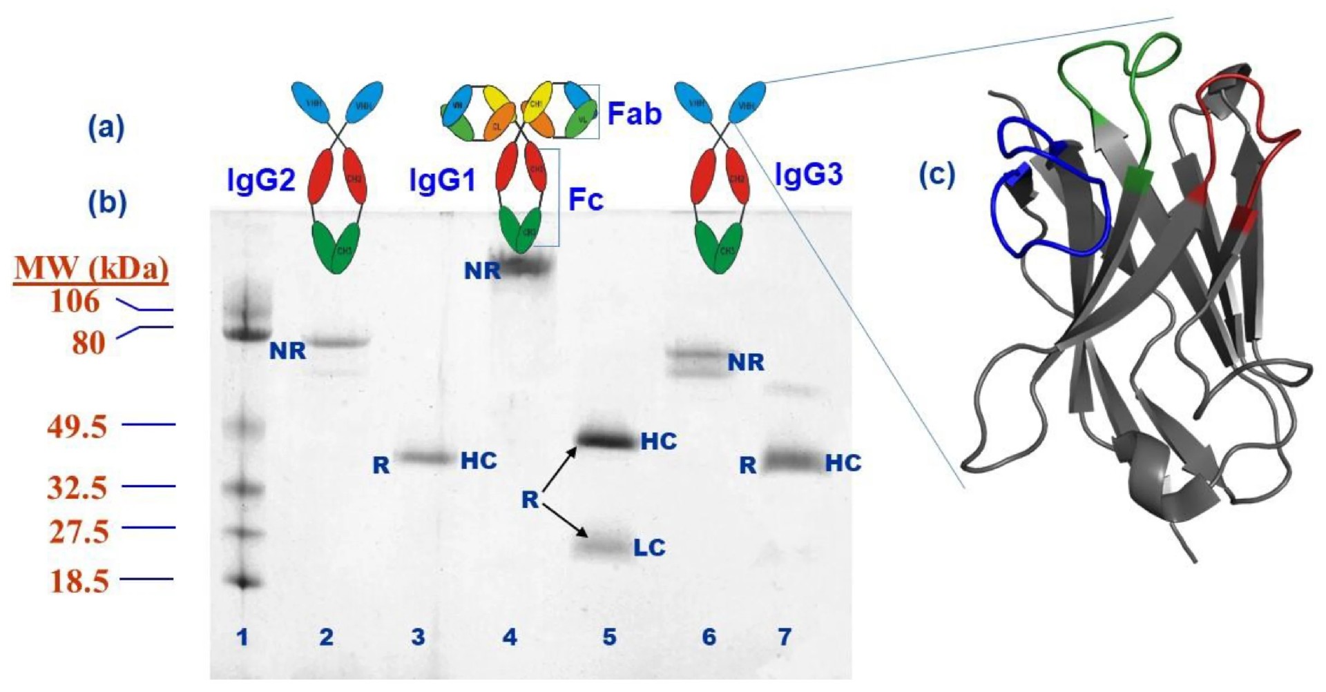 Camelid VHH Antibodies: Unique Origin, Structure, and Functional Advantages