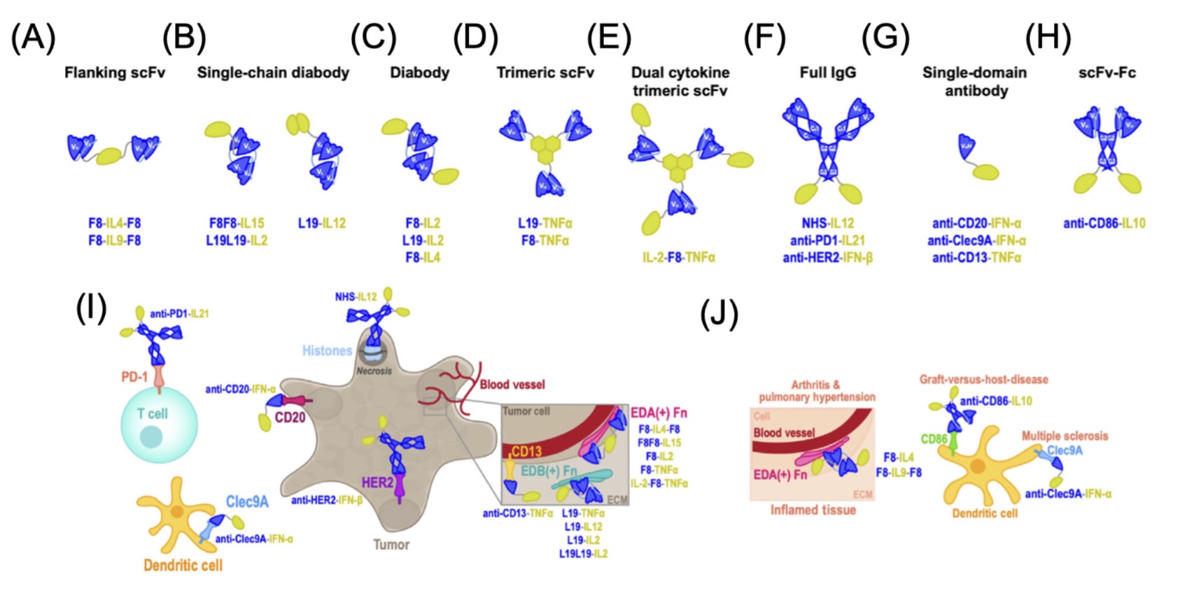 Week 3, January 2026: Fusion Proteins in Antibody Research