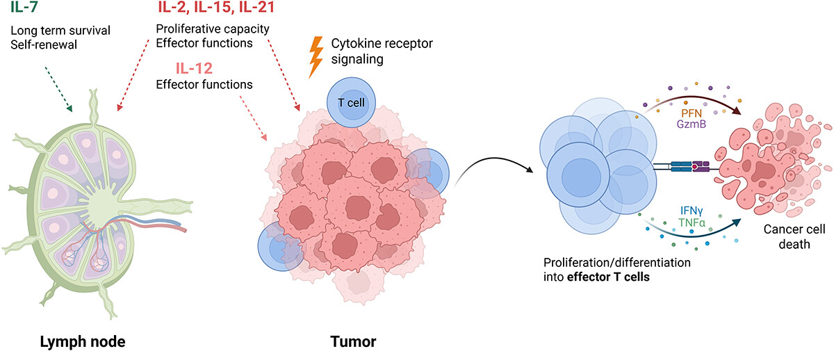 Week 1, February 2026: Antibody-Cytokine Fusion Proteins: Cis-Targeting, Spatial Restriction, and Localized Cytokine Delivery
