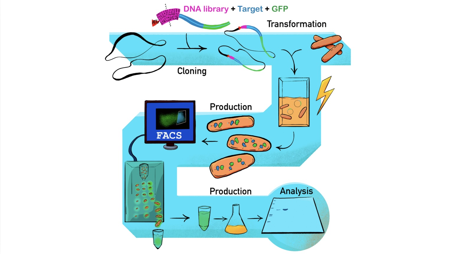 Week 1, March 2026: Escherichia coli for Recombinant Protein Production