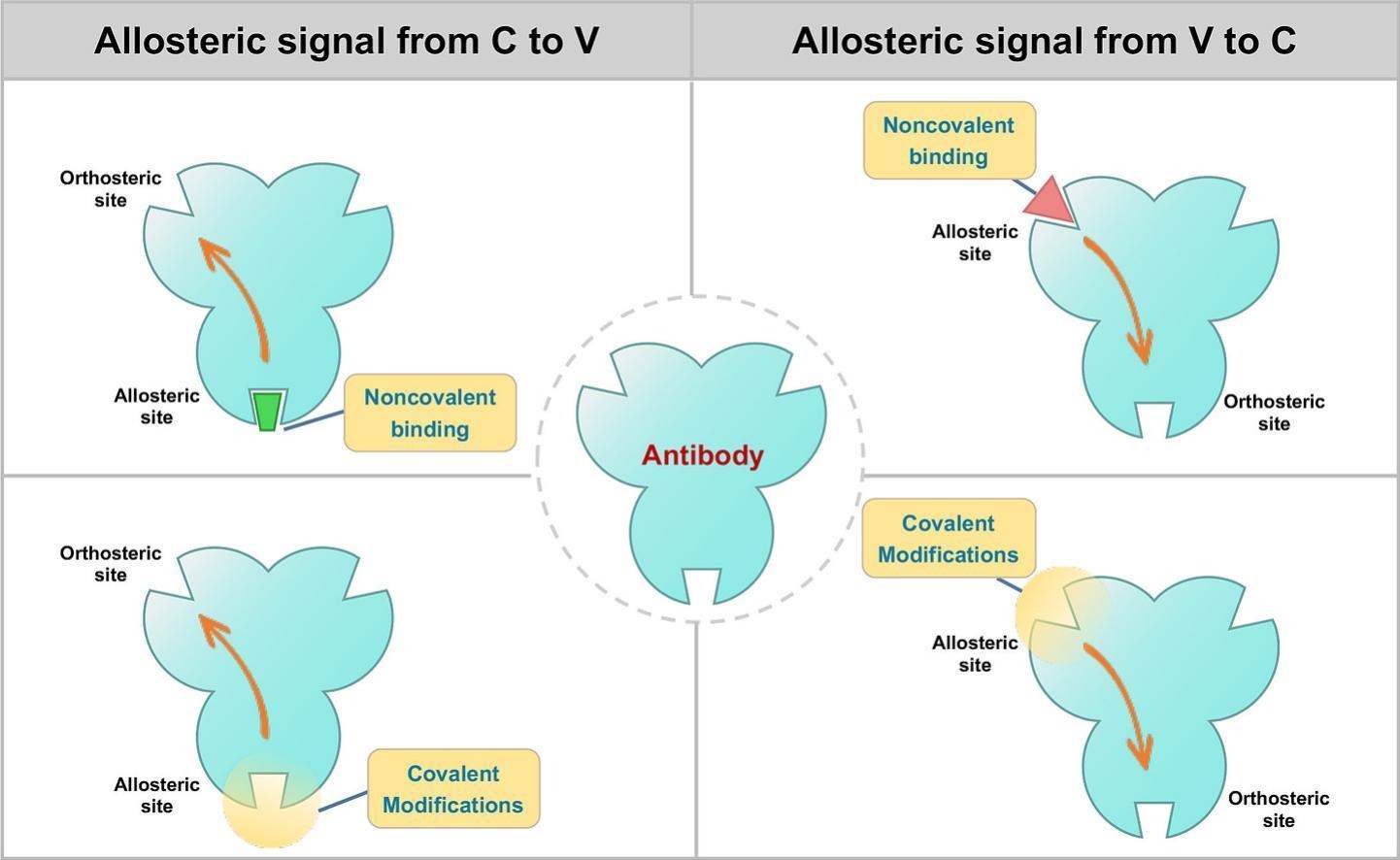 Week 3, March 2026: Antibody Allostery: Evidence, Mechanisms, and Design Considerations