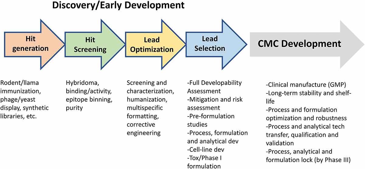 What Makes an Antibody Developable?