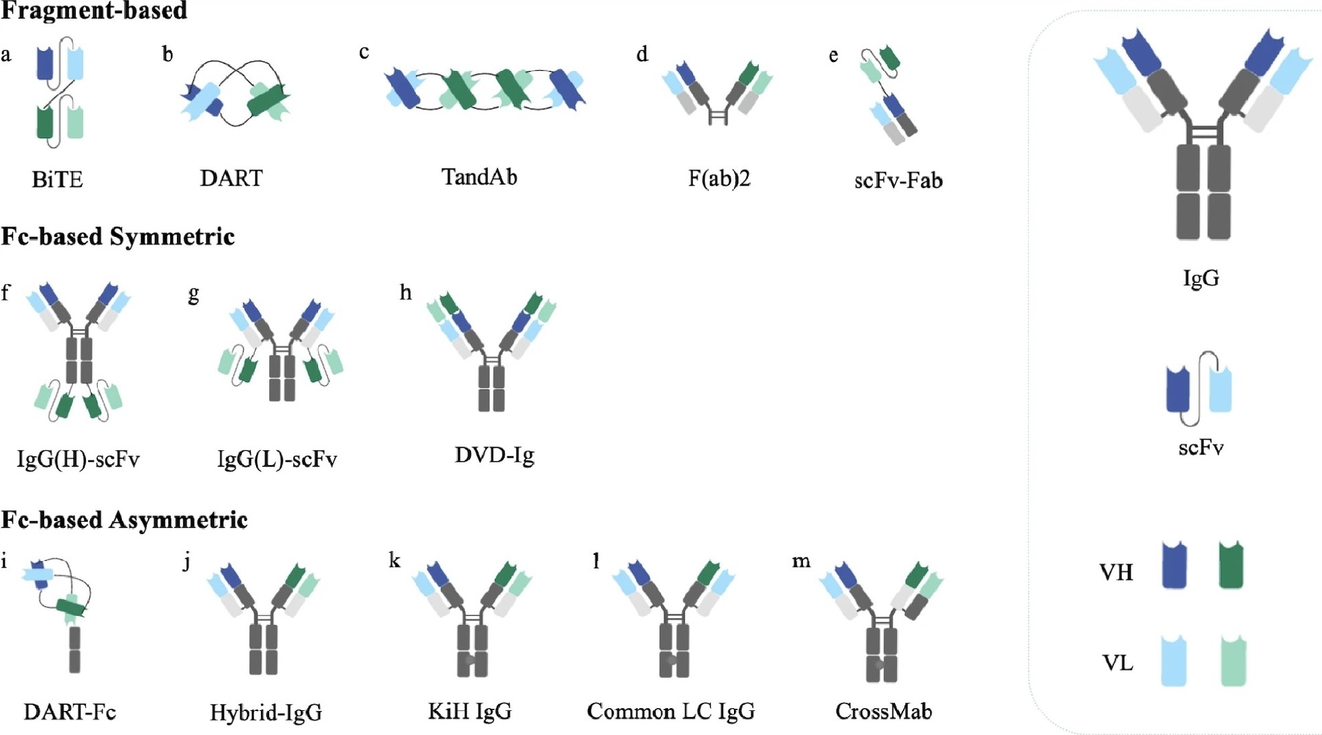 Challenges in Bispecific Antibody Expression