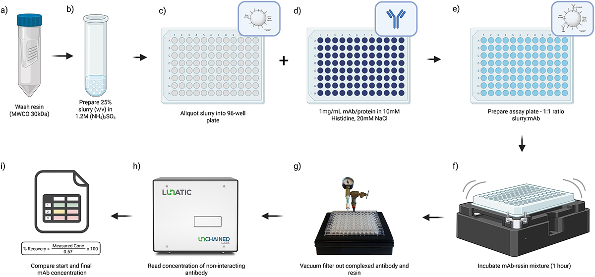 Early Developability Screening: The Next Step in Antibody Drug Development