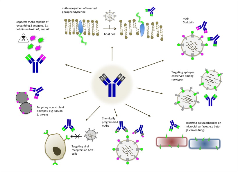 Polyclonal Antibodies: Manufacturing Innovation and Strategic Positioning in a Monoclonal-Dominated Market