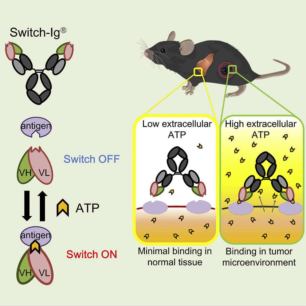 Week 3, April 2026: ATP-Dependent Switch Antibodies: A Tumor Microenvironment-Guided Strategy for Conditional Immunotherapy