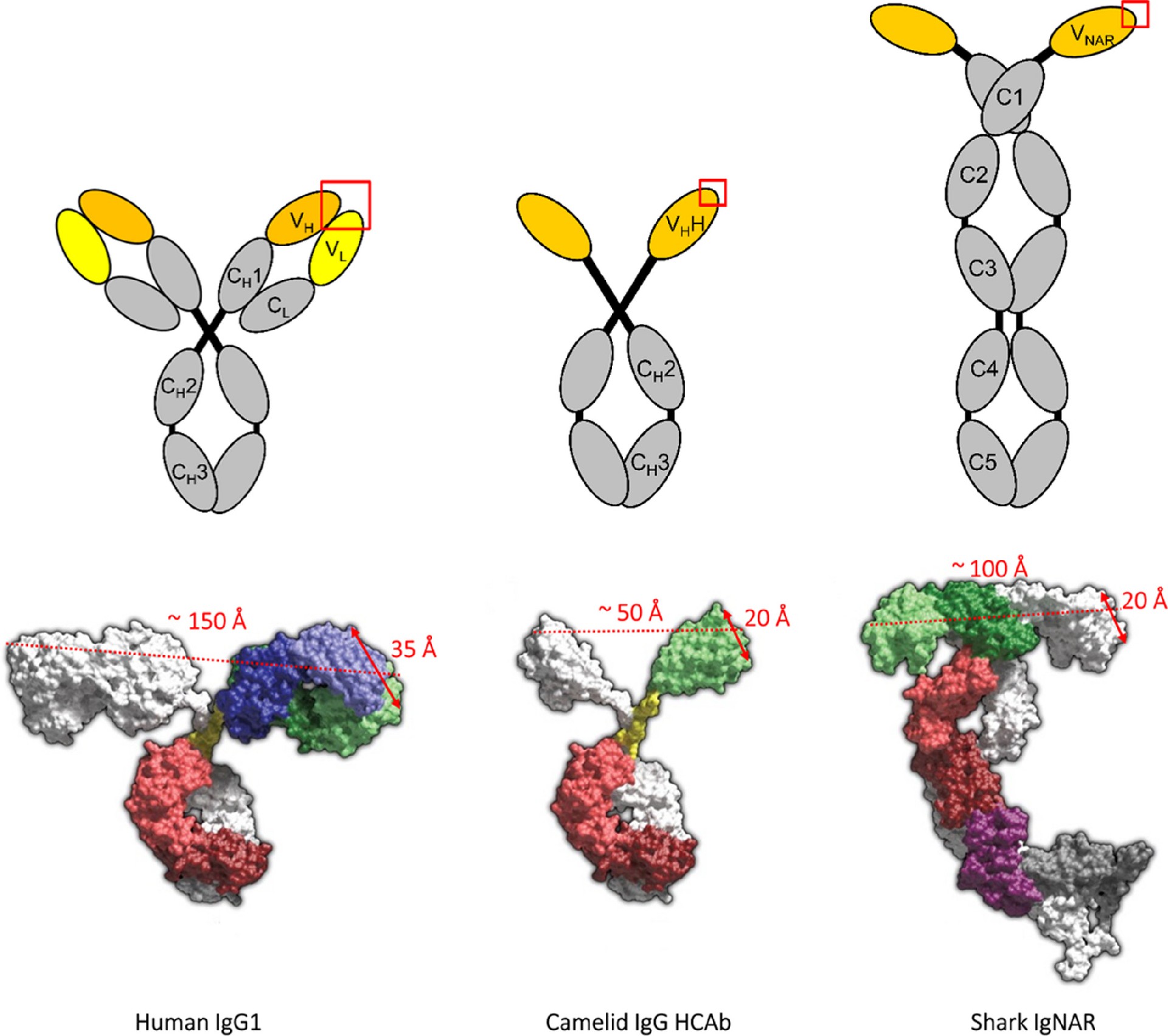 Humanization of VHH Antibodies