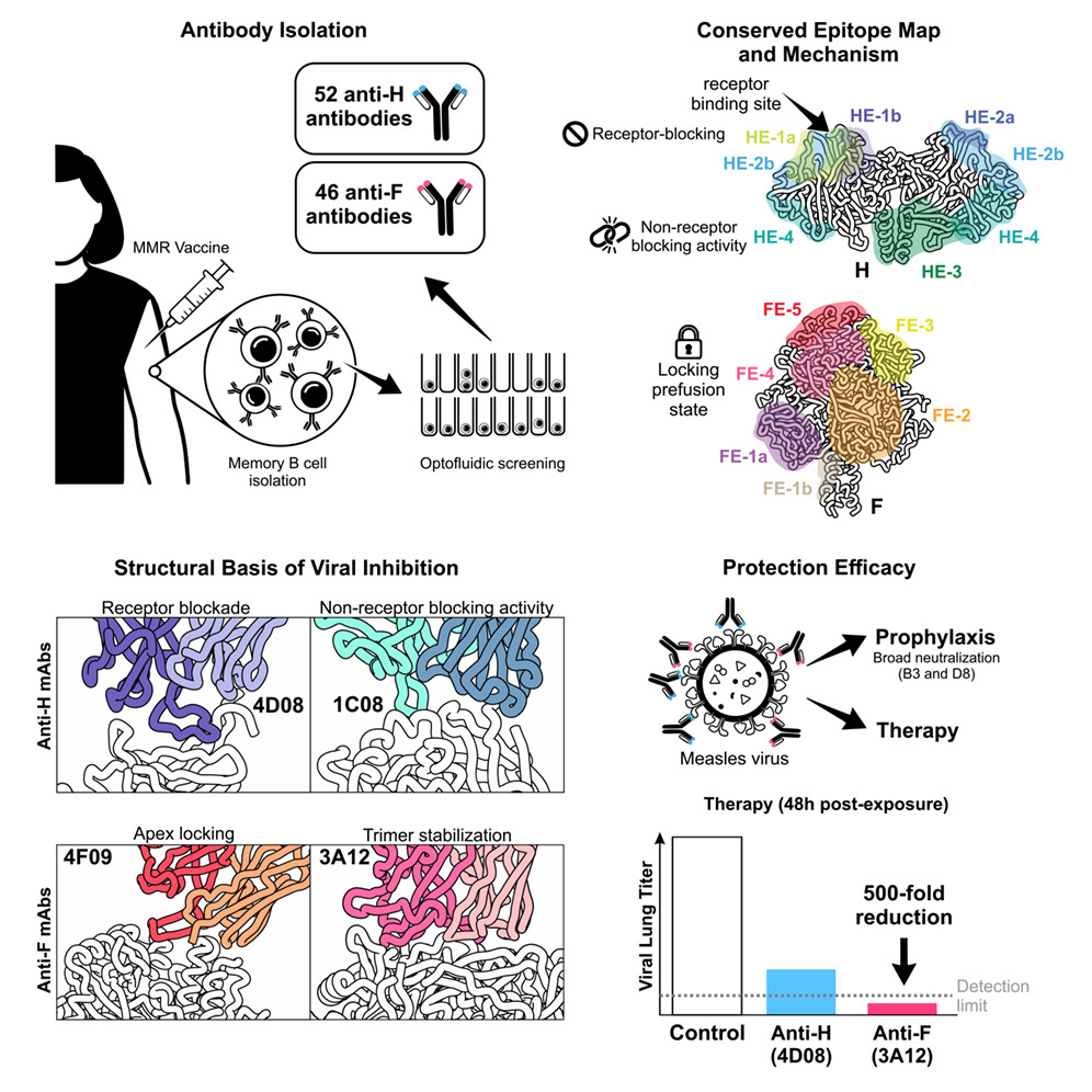 Week 1, May 2026: Opportunities and Constraints in Antibody-Based Interventions for Measles