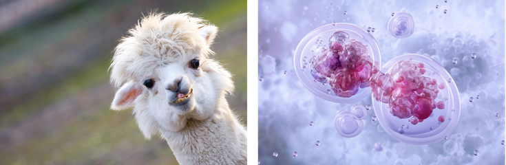 May 2026: Tiny Antibodies, Big Potential: The Future of VHH Technology