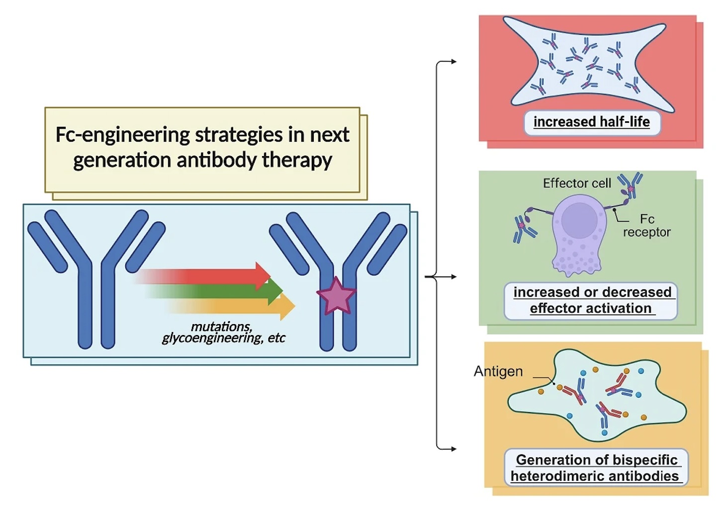 Fusion with Fc Regions or Enzymes in VHH Antibody Engineering