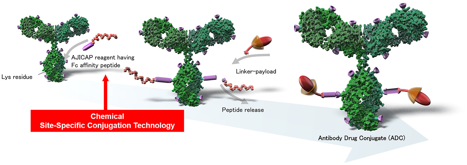 Week 3, May 2026: Chemical Conjugation in Antibody Therapeutics