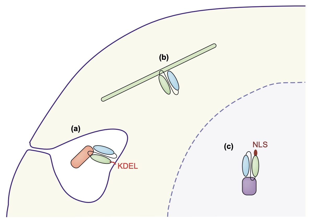 VHHs as Intrabodies (Intracellular Antibodies)