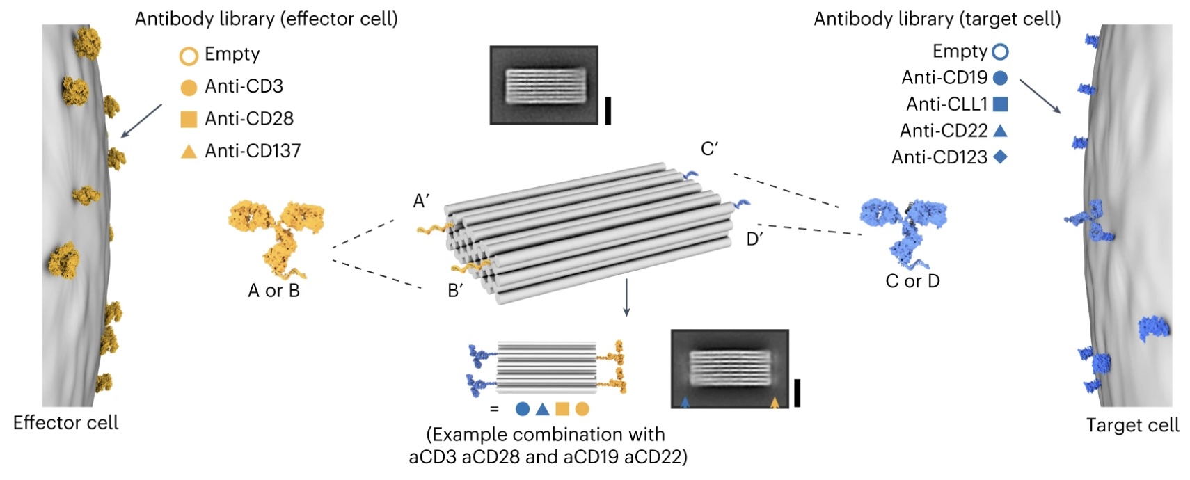 Week 4, May 2026: Programmable Antibodies: Recent Research in Molecular Design, Assembly, and Control