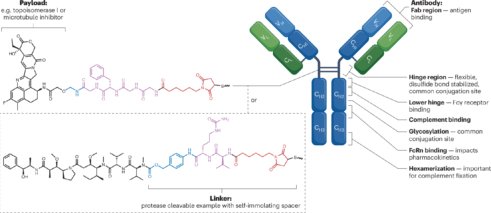 XDCs: The Evolution of Antibody-Drug Conjugates