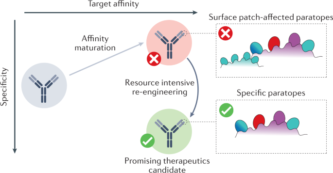 How Surface Patches Shape Antibody Specificity and Developability