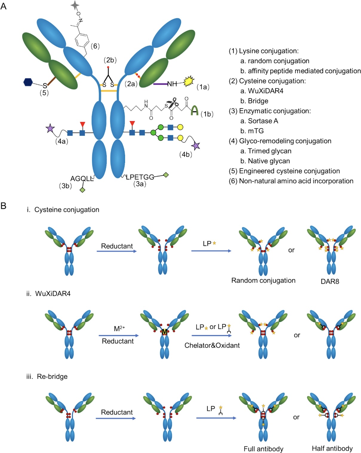 Site-Specific Conjugation Strategies for Next-Generation Antibody-Drug Conjugates